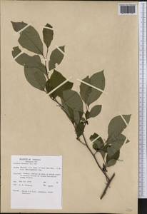 Lindera benzoin (L.) Meisn., America (AMER) (United States)