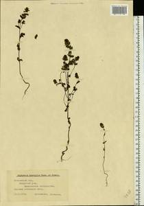 Euphrasia × vernalis List, Eastern Europe, Moscow region (E4a) (Russia)