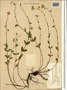 Helianthemum ovatum (Viv.) Dunal, Caucasus, North Ossetia, Ingushetia & Chechnya (K1c) (Russia)
