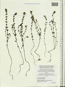 Euphrasia ×vernalis List, Eastern Europe, North-Western region (E2) (Russia)