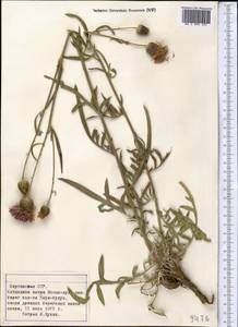 Centaurea, Middle Asia, Northern & Central Tian Shan (M4) (Kyrgyzstan)