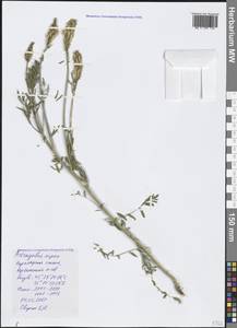 Astragalus asper Jacq., Crimea (KRYM) (Russia)