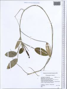 Potamogeton natans L., Middle Asia, Western Tian Shan & Karatau (M3) (Kyrgyzstan)