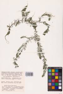 Ceratophyllum demersum L., Eastern Europe, Lower Volga region (E9) (Russia)