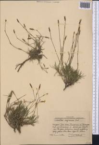 Dianthus angrenicus A.I. Vvedensky, Middle Asia, Western Tian Shan & Karatau (M3) (Uzbekistan)