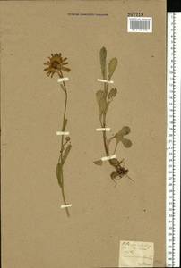Leucanthemum vulgare Lam., Eastern Europe, North Ukrainian region (E11) (Ukraine)