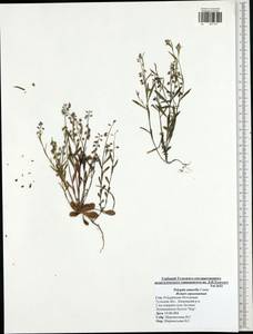 Polygala amarella, Eastern Europe, Central region (E4) (Russia)