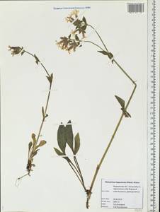 Silene dioica subsp. lapponica (Simm.) Tolm. & Kozh., Eastern Europe, Northern region (E1) (Russia)