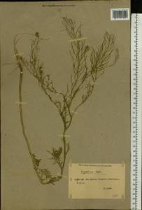 Descurainia sophia (L.) Webb ex Prantl, Eastern Europe, Rostov Oblast (E12a) (Russia)