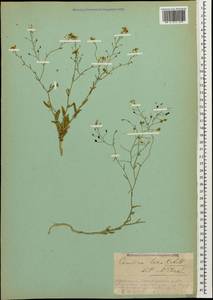 Camelina laxa C. A. Mey., Caucasus, Armenia (K5) (Armenia)