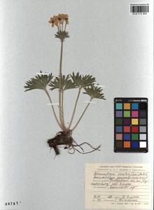 Anemonastrum narcissiflorum subsp. crinitum (Juz.) Raus, Siberia, Altai & Sayany Mountains (S2) (Russia)