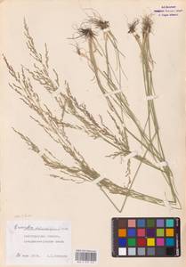 Puccinellia dolicholepis (V.I.Krecz.) Pavlov, Eastern Europe, Lower Volga region (E9) (Russia)