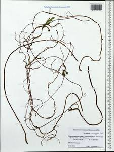 Cuscuta monogyna Vahl, Caucasus, Krasnodar Krai & Adygea (K1a) (Russia)