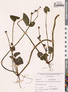 Caltha palustris var. radicans (T.F.Forst.) Beck, Siberia, Chukotka & Kamchatka (S7) (Russia)