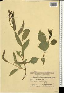 Populus euphratica Olivier, Caucasus, Armenia (K5) (Armenia)