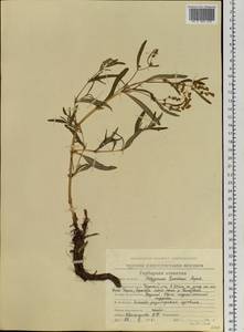Koenigia ocreata (L.) T. M. Schust. & Reveal, Siberia, Chukotka & Kamchatka (S7) (Russia)