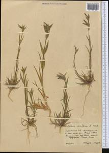 Silene coniflora Nees ex Otth, Middle Asia, Kopet Dag, Badkhyz, Small & Great Balkhan (M1) (Turkmenistan)
