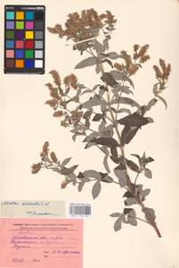 MHA 0 158 360, Mentha longifolia (L.) L., Eastern Europe, West Ukrainian region (E13) (Ukraine)