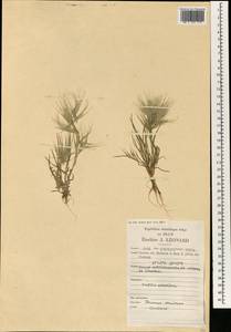 Bromus moeszii Pénzes, South Asia, South Asia (Asia outside ex-Soviet states and Mongolia) (ASIA) (Iran)