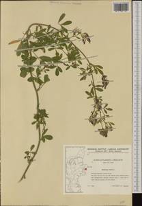 Medicago sativa L., Western Europe (EUR) (Denmark)