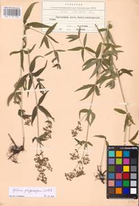 Galium rubioides L., Eastern Europe, Lower Volga region (E9) (Russia)