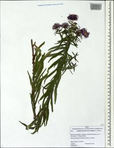 Symphyotrichum novae-angliae (L.) G. L. Nesom, Eastern Europe, Western region (E3) (Russia)