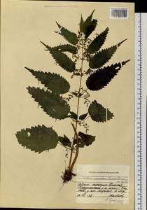 Urtica dioica subsp. sondenii (Simmons) Hyl., Siberia, Central Siberia (S3) (Russia)