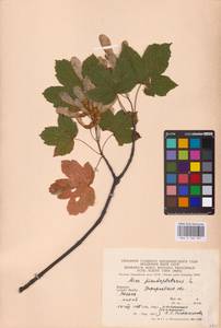 Acer pseudoplatanus L., Eastern Europe, West Ukrainian region (E13) (Ukraine)