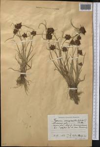 Pycreus sanguinolentus (Vahl) Nees, Middle Asia, Muyunkumy, Balkhash & Betpak-Dala (M9) (Kazakhstan)