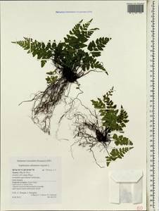 Asplenium adiantum-nigrum, Africa (AFR) (Portugal)