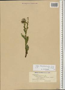 Carduus onopordioides Fisch. ex M. Bieb., Caucasus, Azerbaijan (K6) (Azerbaijan)