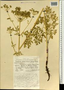 Cnidium dauricum (Jacq.) Turcz. ex Fisch. & C. A. Mey., Mongolia (MONG) (Mongolia)