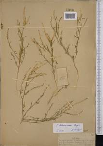 Corispermum lehmannianum Bunge, Middle Asia, Muyunkumy, Balkhash & Betpak-Dala (M9) (Kazakhstan)