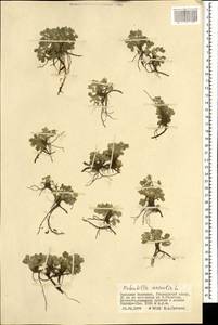 Potentilla acaulis L., Mongolia (MONG) (Mongolia)