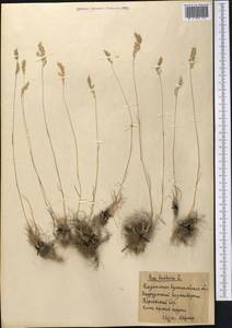 Poa bulbosa L., Middle Asia, Northern & Central Kazakhstan (M10) (Kazakhstan)