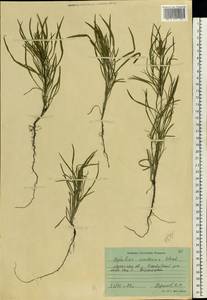Cephalaria uralensis (Murray) Roem. & Schult., Eastern Europe, North Ukrainian region (E11) (Ukraine)
