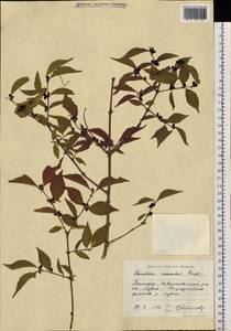 Lonicera maackii (Rupr.) Maxim., Siberia, Russian Far East (S6) (Russia)