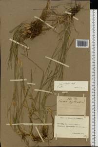 Carex michelii Host, Eastern Europe, Rostov Oblast (E12a) (Russia)