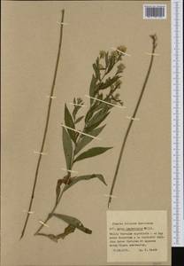 Symphyotrichum lanceolatum (Willd.) G. L. Nesom, Western Europe (EUR) (Poland)