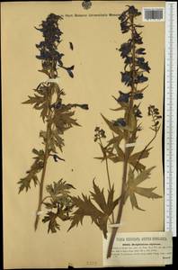 Delphinium elatum subsp. alpinum (Waldst. & Kit.) Nyman, Western Europe (EUR) (Austria)
