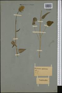 Phyteuma spicatum L., Western Europe (EUR) (Germany)
