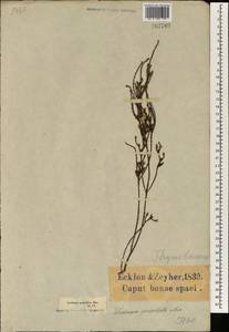 Lachnaea penicillata Meissn., Africa (AFR) (South Africa)