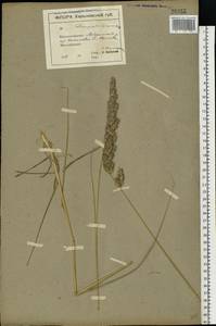 Calamagrostis epigejos (L.) Roth, Eastern Europe, North Ukrainian region (E11) (Ukraine)