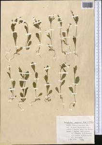 Garhadiolus papposus Boiss. & Buhse, Middle Asia, Pamir & Pamiro-Alai (M2) (Uzbekistan)