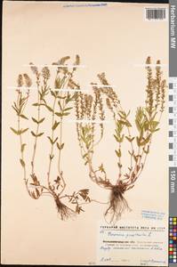 Veronica prostrata L., Eastern Europe, North Ukrainian region (E11) (Ukraine)