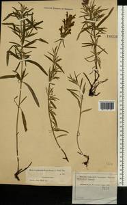 Dracocephalum ruyschiana L., Eastern Europe, Moscow region (E4a) (Russia)