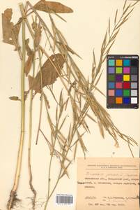 Brassica juncea (L.) Czern., Siberia, Russian Far East (S6) (Russia)