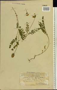 Astragalus danicus Retz., Eastern Europe, Northern region (E1) (Russia)