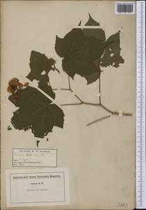 Rubus odoratus L., America (AMER) (United States)