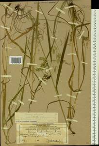 Bromus pumpellianus Scribn., Siberia, Chukotka & Kamchatka (S7) (Russia)